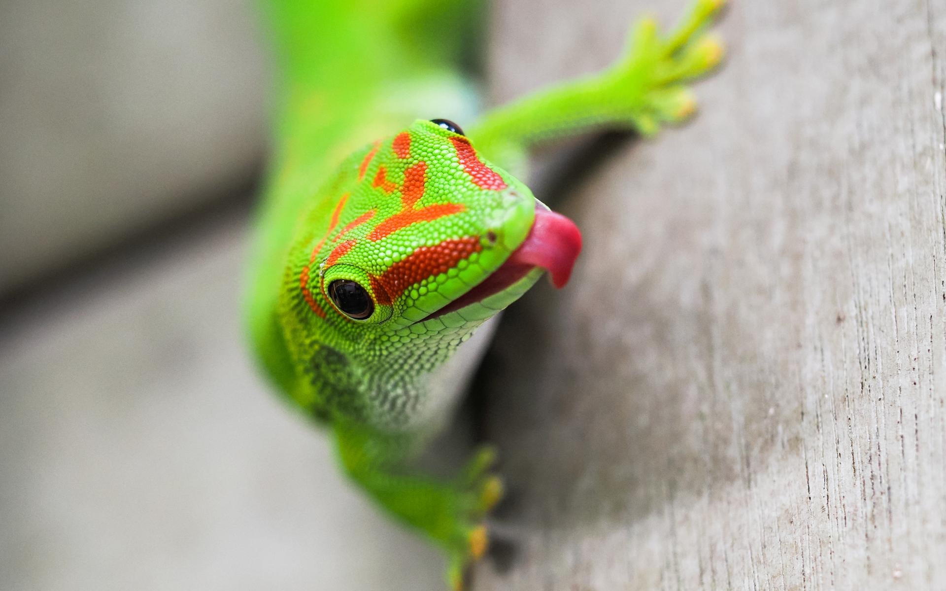 Wildlands Foto van de Week - 35 - Dagblad van het Noorden